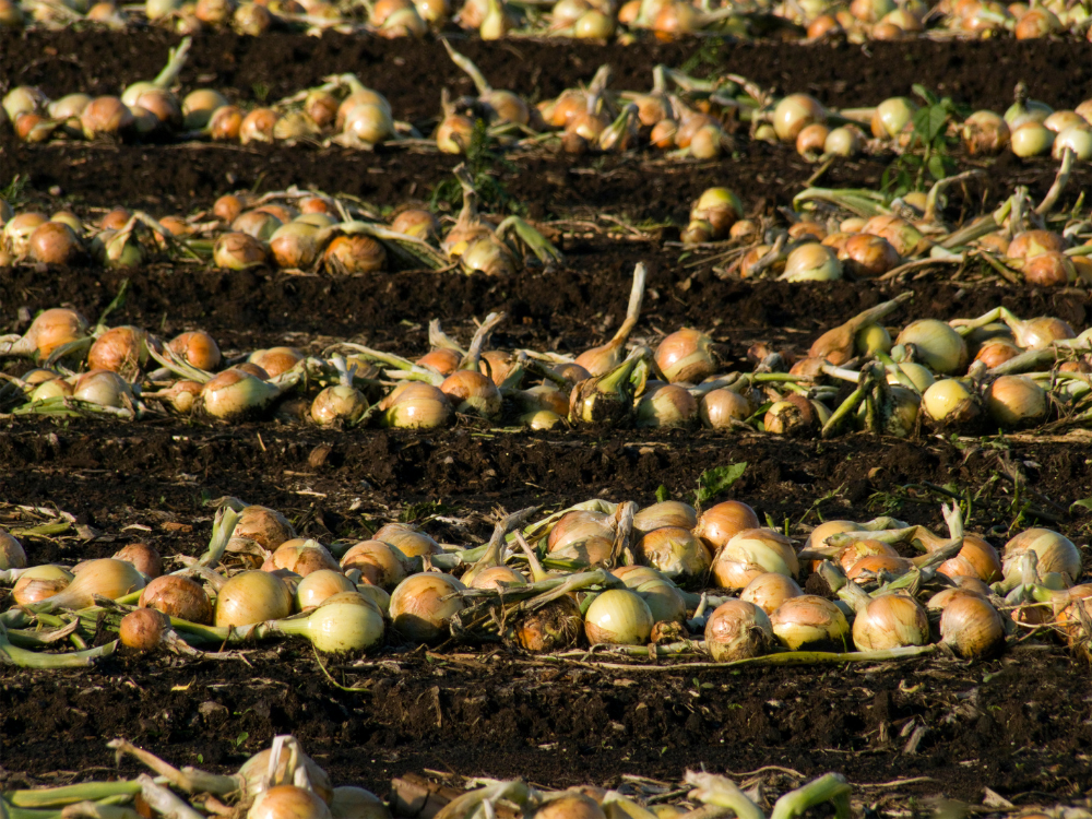 Onion harvest
