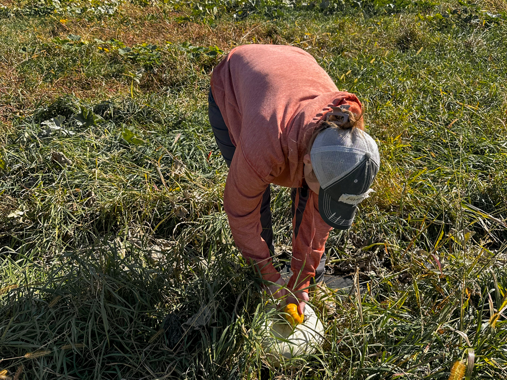 Red Clover Farms